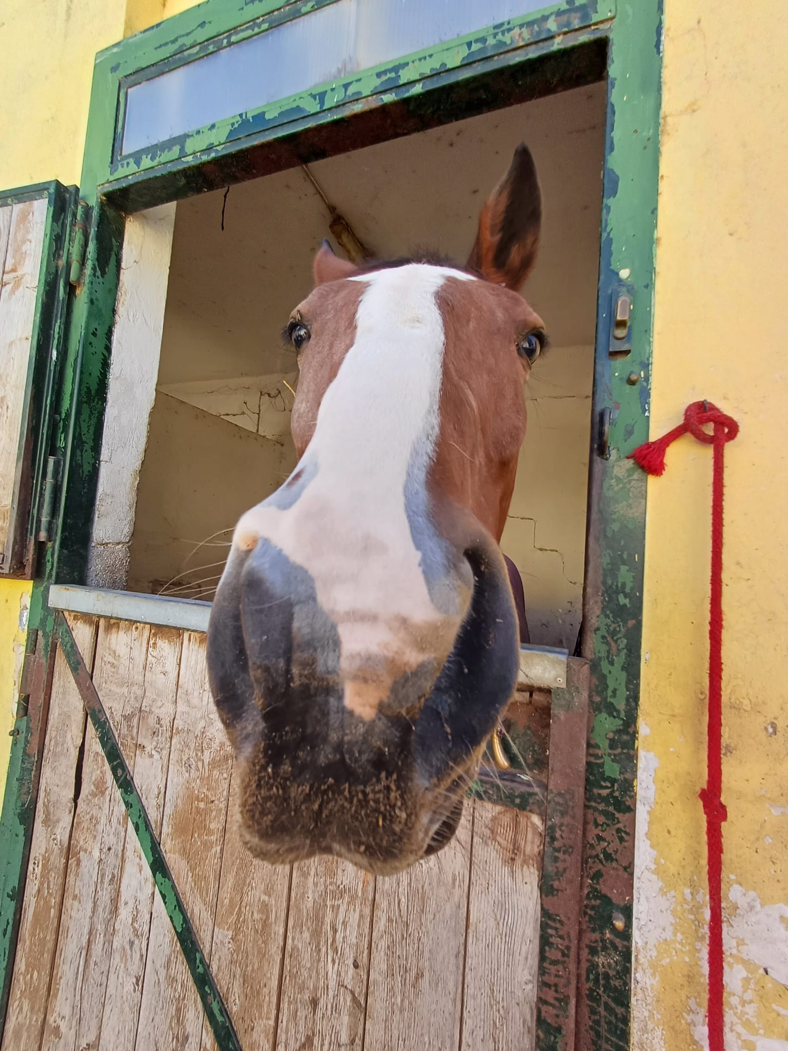 Osteopatia animale